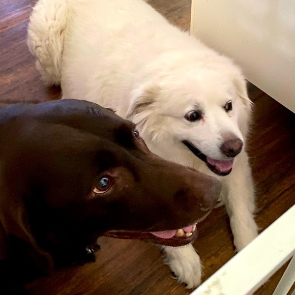 Meet your Posher, Russell and dana - Picture 1 of 1